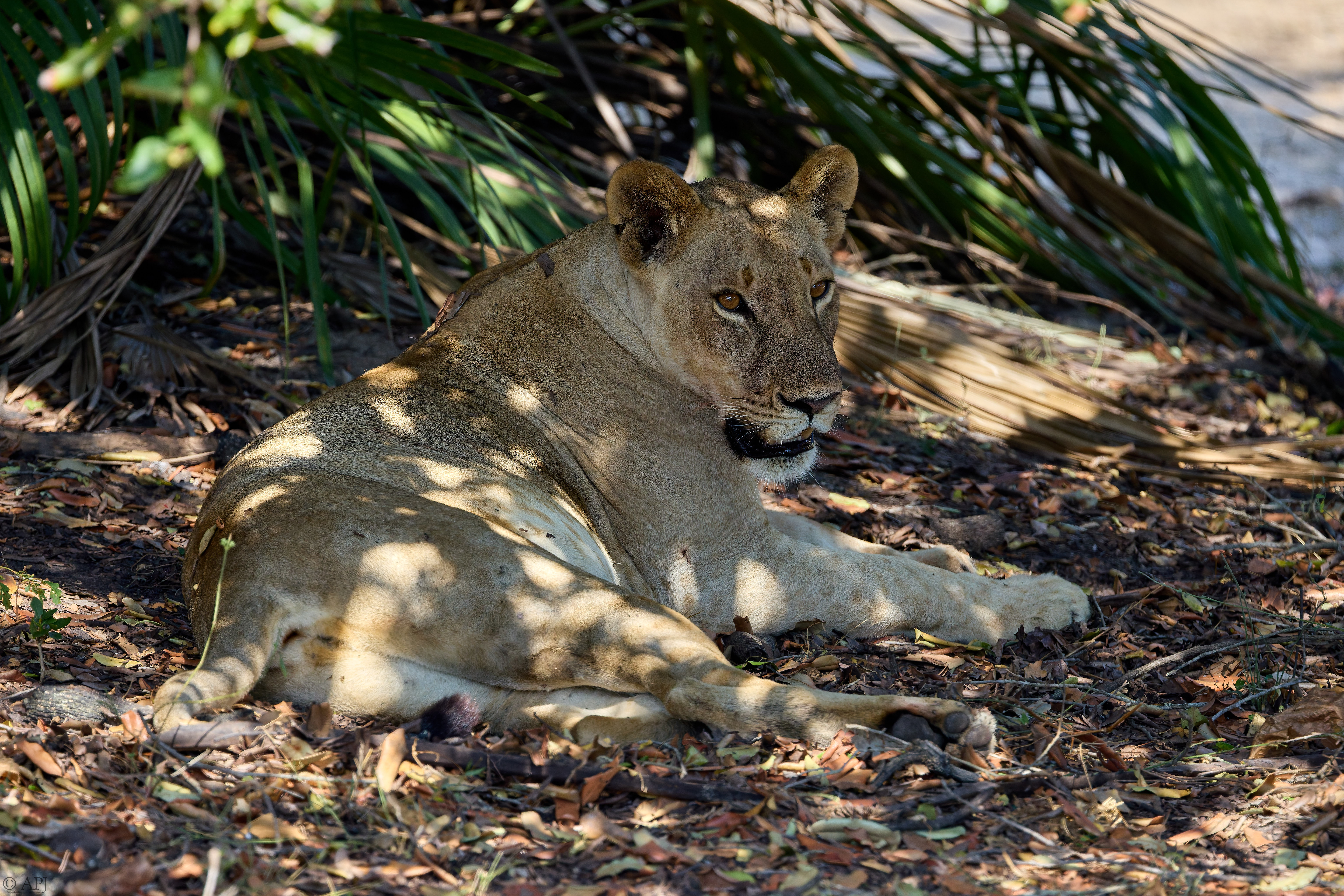 0069 APJ A7A1531 DXO 1